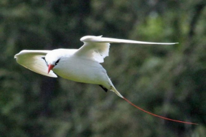 Crveni okrug phaeton - bird s vrijednim perjem Crveni okrug phaeton - bird s vrijednim perjem
